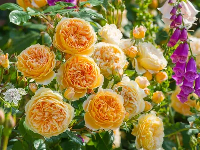 Фотографии английских кустовых роз: выберите свою любимую