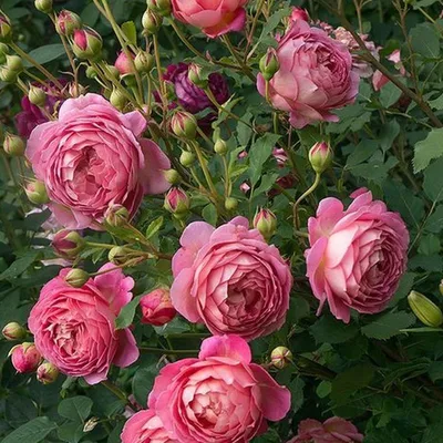 Фотографии английских кустовых роз: выберите формат изображения