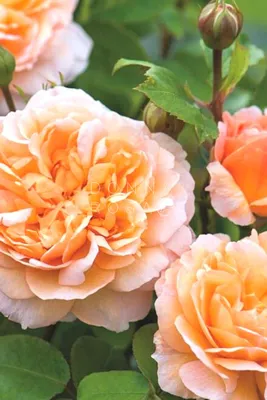 Изумительные кустовые розы на фото: выберите свое предпочтение