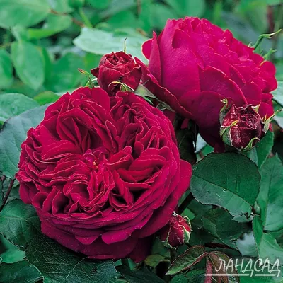 Изображения английских кустовых роз: выберите формат и размер
