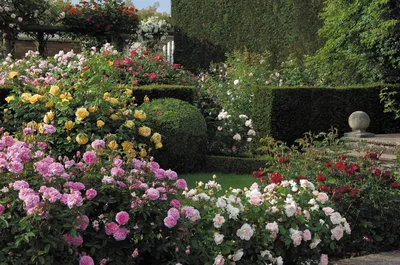 Очаровательные английские розы в саду - webp, размер L