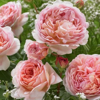 Прекрасные английские розы в саду - jpg, размер XL