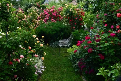 Фантастические английские розы в саду - webp, размер XXL