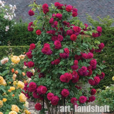 Изысканные английские розы в саду - фото jpg, размер S