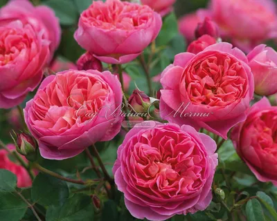Привлекательные английские розы в саду - фото png, размер M