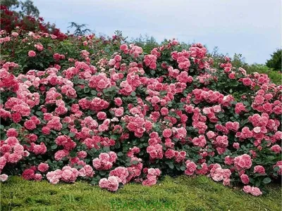 Роскошные английские розы в саду - фото webp, размер L