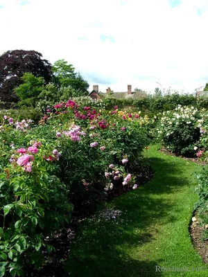 Английские розы в саду - фото jpg, размер S