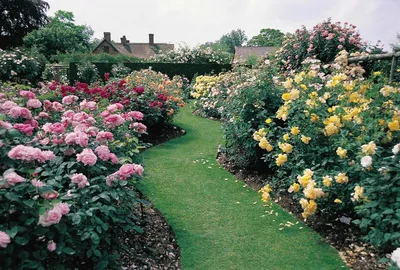 Фотография английских роз в саду - формат jpg, размер XL