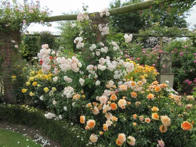 Великолепные английские розы в саду - формат png, размер XS