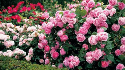 Фантастические изображения английских роз в саду - формат webp, размер XXL