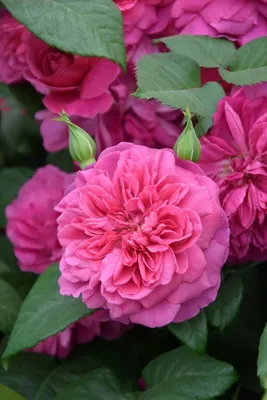 Очаровательные фото английских роз в саду - jpg, размер S