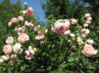 Впечатляющие картинки английских роз в саду - png, размер M