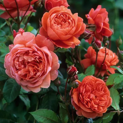 Удивительные изображения английских роз в саду - webp, размер L