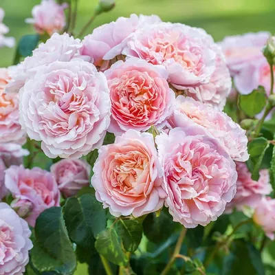 Прекрасная фотография английских роз в саду - jpg, размер XL