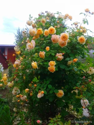 Восхитительные фотографии английских роз в саду - png, размер XS