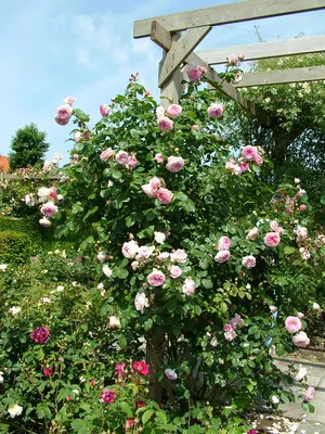 Замечательные фотографии английских роз в саду - webp, размер XXL