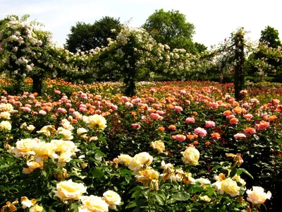 Уютные фото английских роз в саду - фото jpg, размер S