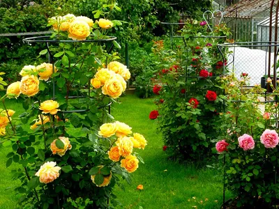 Яркие английские розы в саду - фото png, размер M