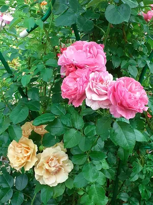 Фантастические картинки английских роз в саду - фото png, размер M