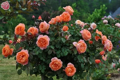 Великолепные изображения английских роз в саду - фото webp, размер L