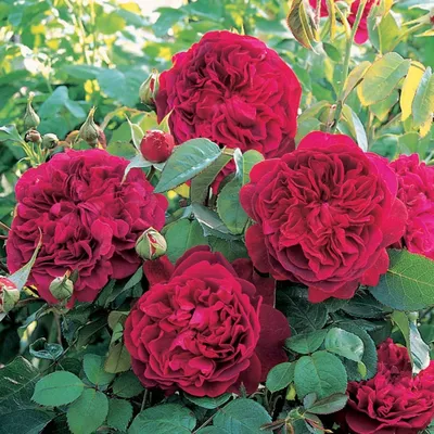 Удивительные фотографии английских роз в саду - формат png, размер XS