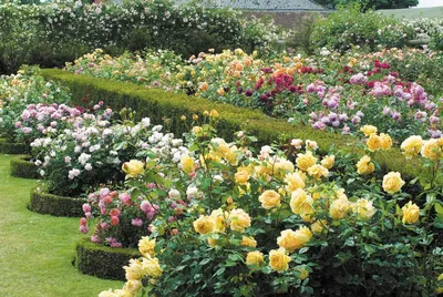 Потрясающие фотографии английских роз в саду - формат webp, размер XXL