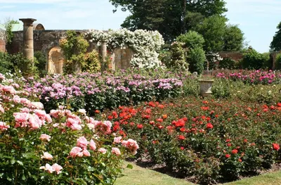 Прекрасные английские розы в саду - фото webp, размер L