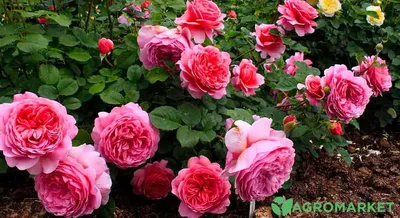 Красивые английские розы в саду - фото webp, размер L