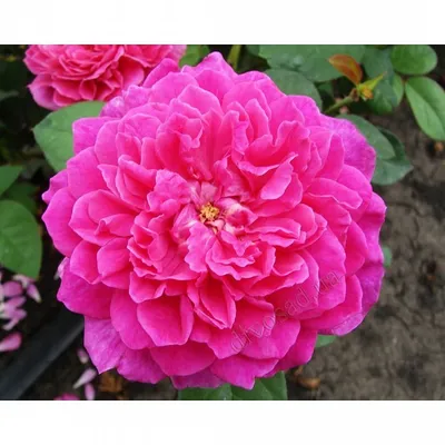 Очаровательные английские розы в саду - формат png, размер XS