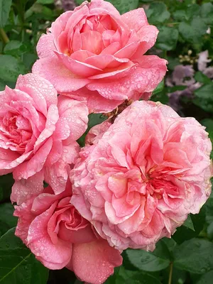 Великолепные английские розы в саду - формат webp, размер XXL
