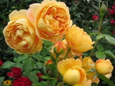 Уютные розы в саду - фото jpg, размер S