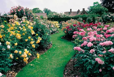 Фантастические розы в саду - фото png, размер M