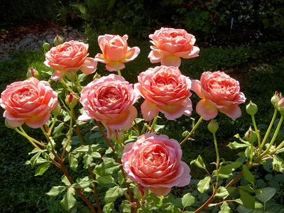Фото английских роз в саду - формат jpg, размер XL