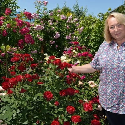 Уютные английские розы в саду - формат png, размер XS