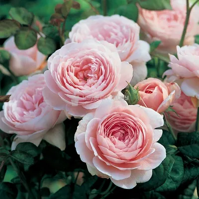 Изображение английских роз в саду - формат webp, размер XXL