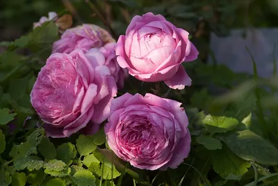 Фотка английских роз в саду - jpg, размер S