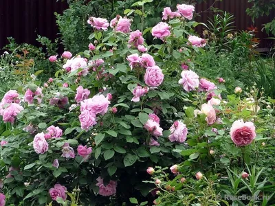 Впечатляющие английские розы в саду - png, размер M