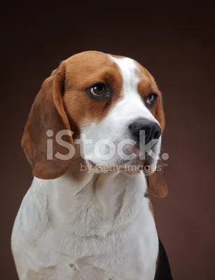 Собака-охотник: фотография английского фоксхаунда в действии