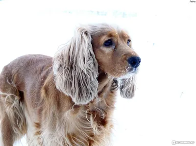 Фото собаки английского кокер-спаниеля: узнайте больше о породе