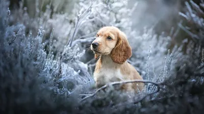 Изображения собаки английского кокер-спаниеля: выберите свой любимый формат