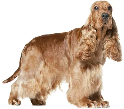 Кокер-спаниель на фото: элегантный и прекрасный пес