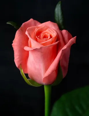 Фотография прекрасной Анны Карина розы