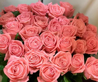 Изображение Анны Карины розы в популярном формате jpg