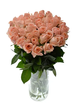 Фотка розы Анны Карины: выберите подходящий размер