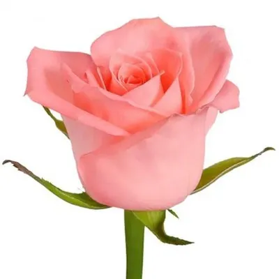 Анна Карина роза в стильном формате png