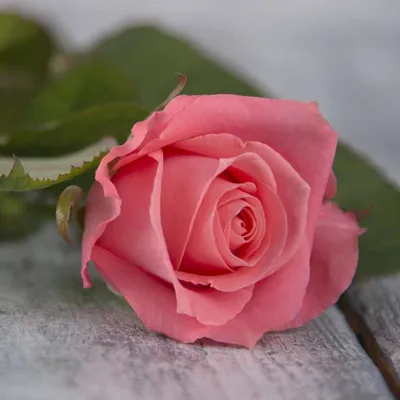 Изображение розы Анны Карины для вдохновения