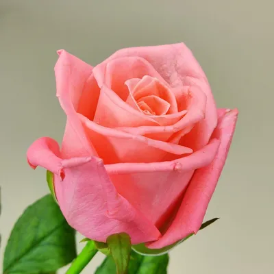Анна Карина роза: красивое изображение по вашему выбору