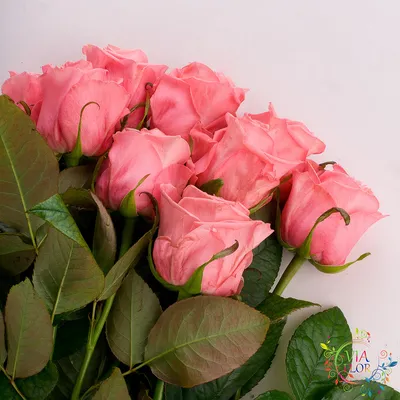 Превосходное фото розы Анны Карины
