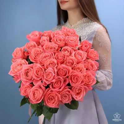 Изображение розы Анны Карины для свободного скачивания