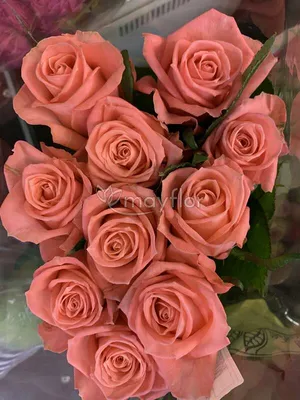 Фотка розы Анны Карины: разные варианты размеров